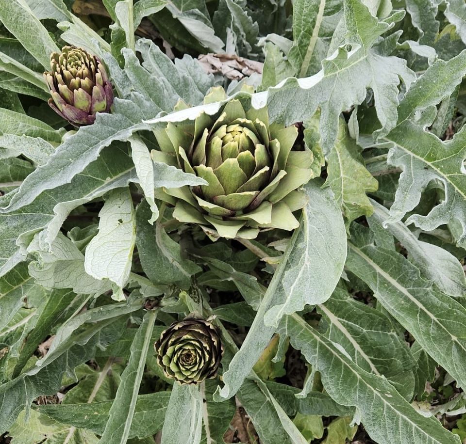 Dalından Taze Çanak Enginar