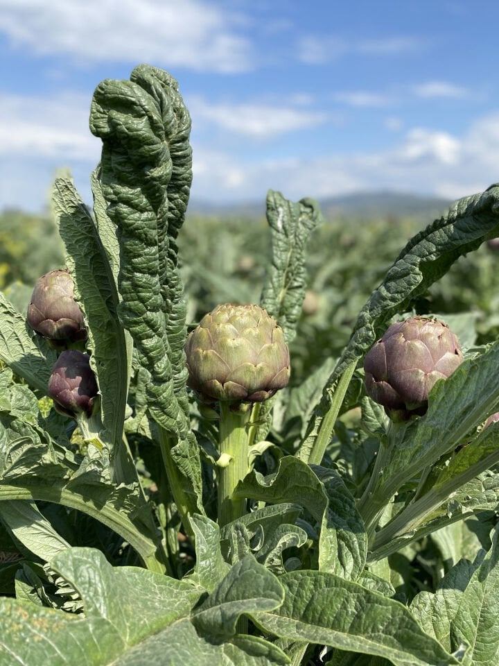 Dalından Taze Çanak Enginar