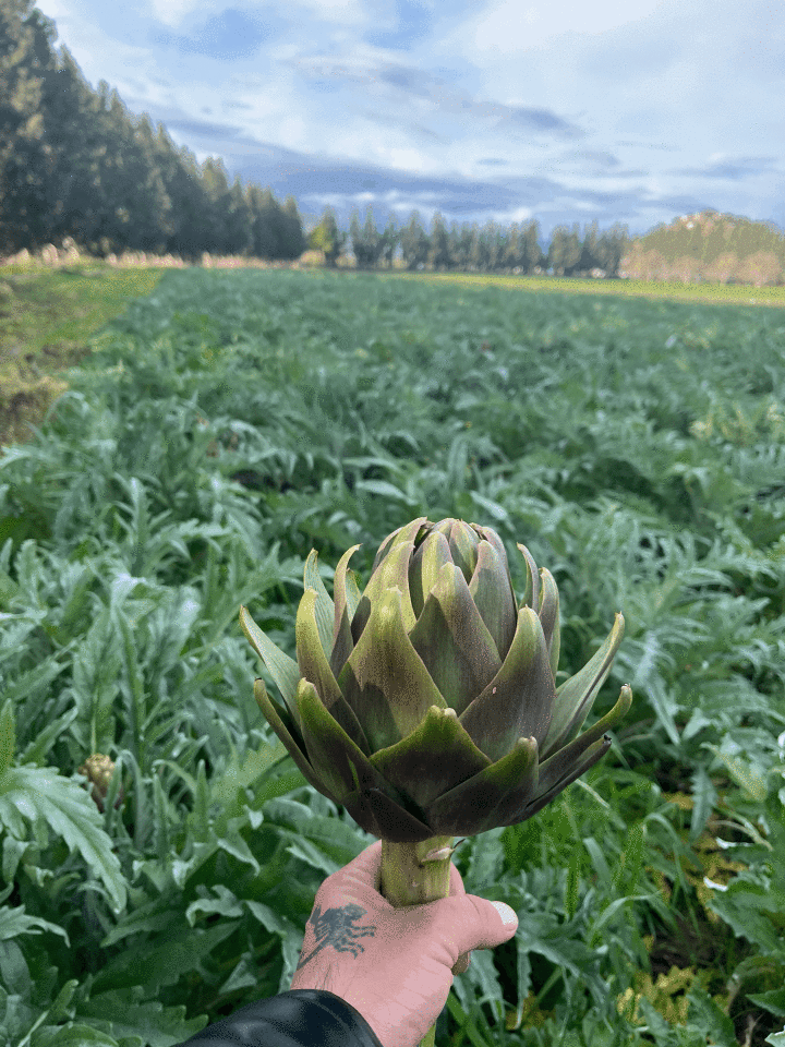 Dalından Taze Çanak Enginar