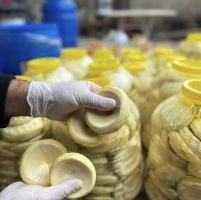 Taze Çanak Enginar ( 15 Adet Günlük Soyum )