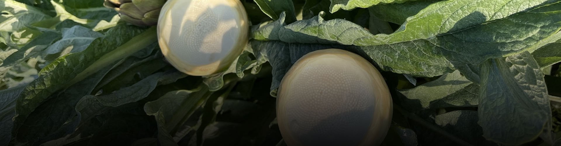 Taze Günlük Soyulmuş Çanak Enginar