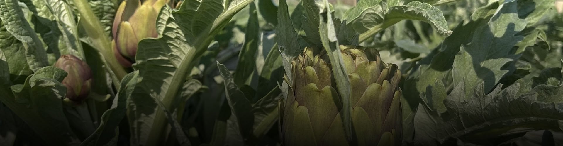 Taze Dalından Bebek Enginar