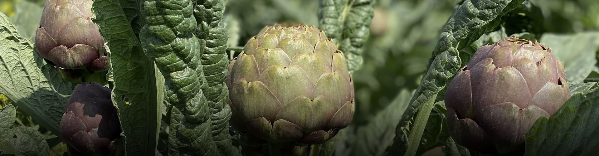 Dalından Taze Çanaklık Bayrampaşa Enginar