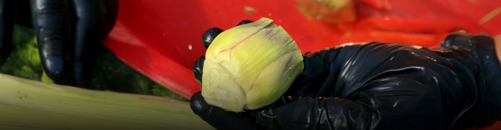 Taze Günlük Soyulmuş Bebek Enginar